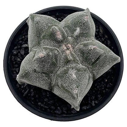Astrophytum myriostigma var. "Kikko" - gezackte Bischofsmütze