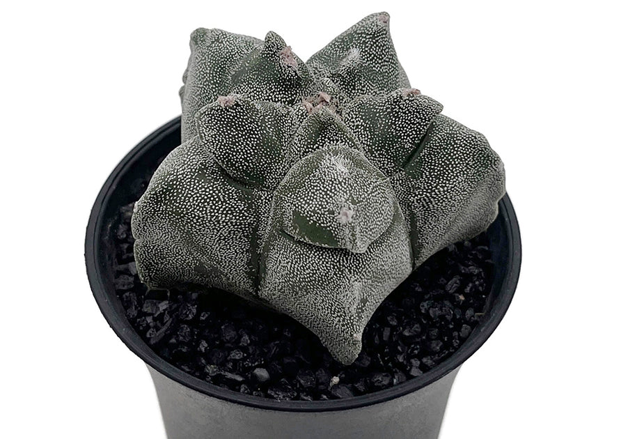 Astrophytum myriostigma var. "Kikko" - gezackte Bischofsmütze