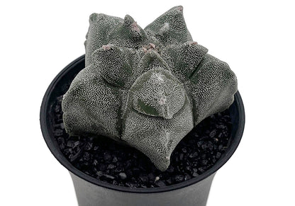 Astrophytum myriostigma var. "Kikko" - gezackte Bischofsmütze