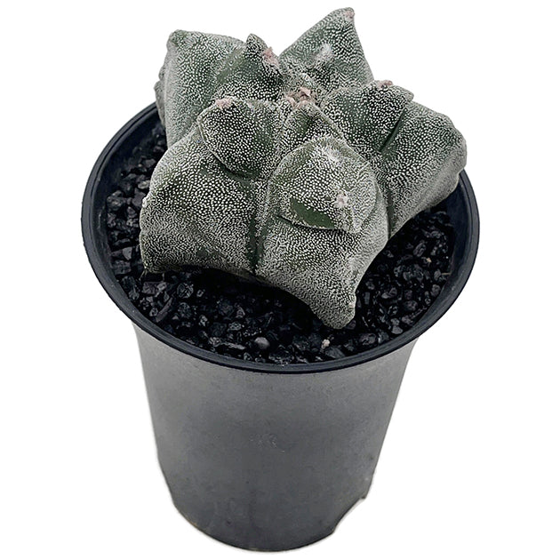 Astrophytum myriostigma var. "Kikko" - gezackte Bischofsmütze