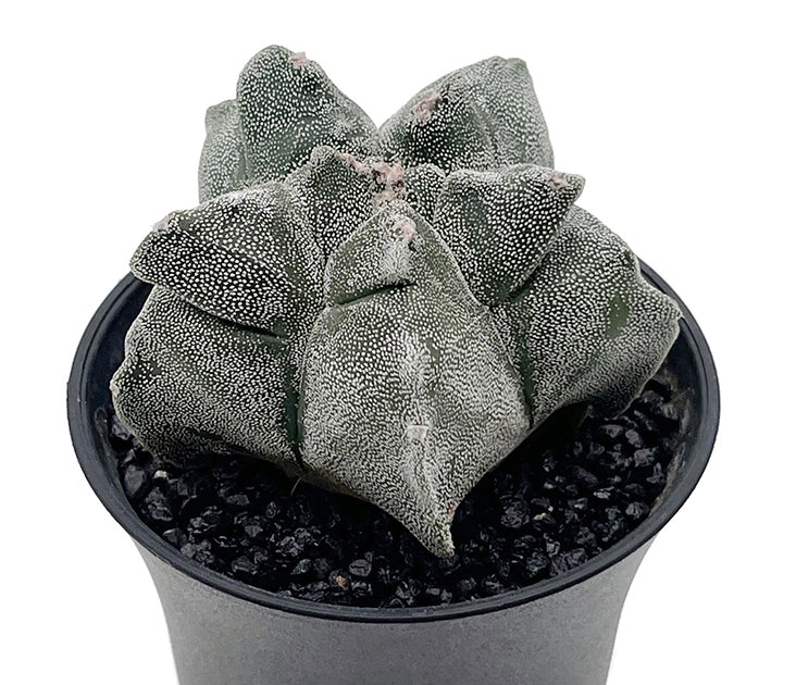 Astrophytum myriostigma var. "Kikko" - gezackte Bischofsmütze