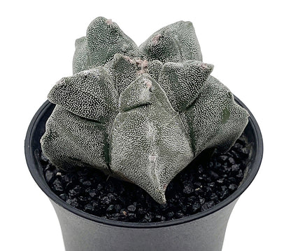 Astrophytum myriostigma var. "Kikko" - gezackte Bischofsmütze