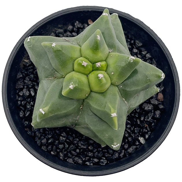 Astrophytum myriostigma var. "Kikko" nudum - nackte Bischofsmütze