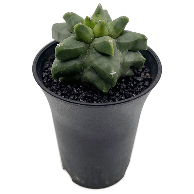 Astrophytum myriostigma var. "Kikko" nudum - nackte Bischofsmütze