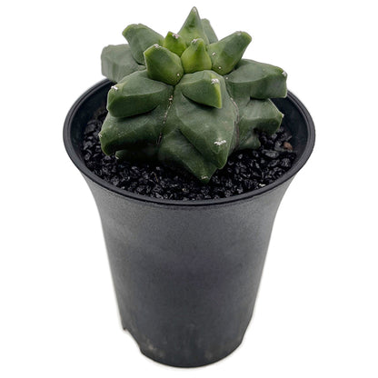 Astrophytum myriostigma var. "Kikko" nudum - nackte Bischofsmütze