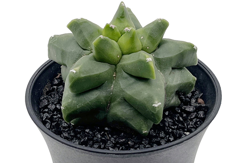 Astrophytum myriostigma var. "Kikko" nudum - nackte Bischofsmütze
