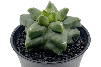 Astrophytum myriostigma var. "Kikko" nudum - nackte Bischofsmütze