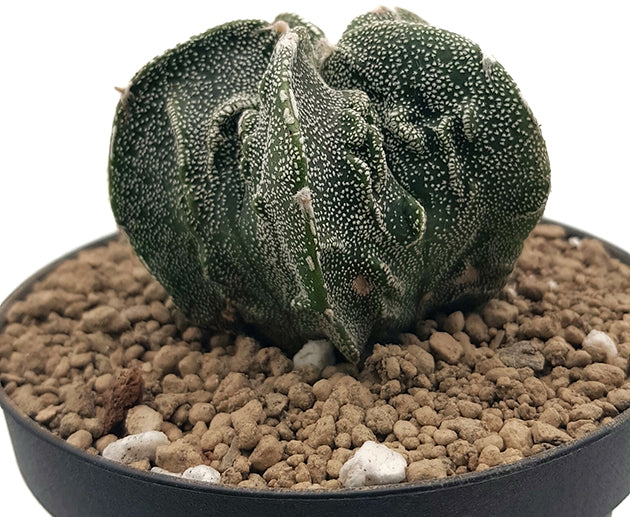 Astrophytum myriostigma cv. fukuryu - grippter Sternkaktus