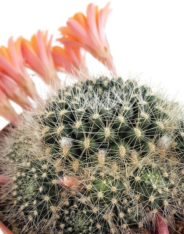 Rebutia flavistyla - orange Blüten