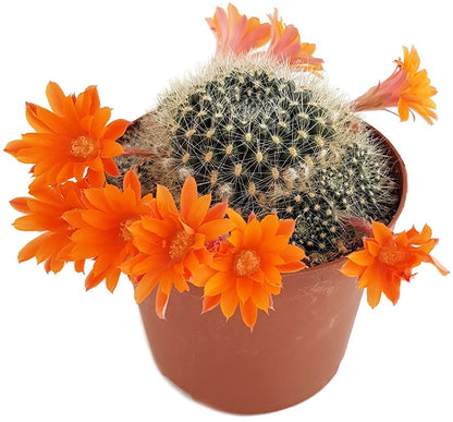 Rebutia flavistyla - orange Blüten