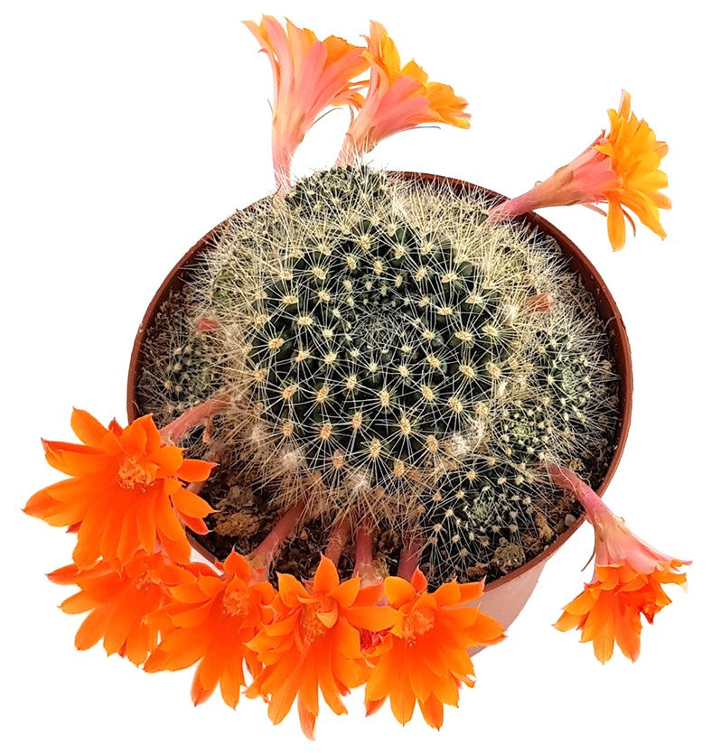 Rebutia flavistyla - orange Blüten