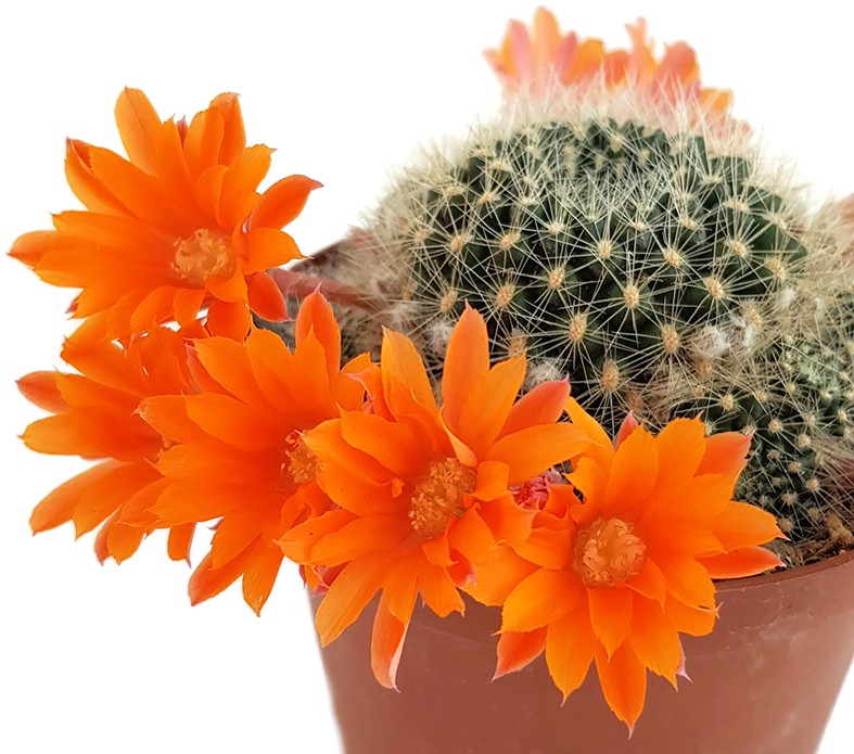 Rebutia flavistyla - orange Blüten