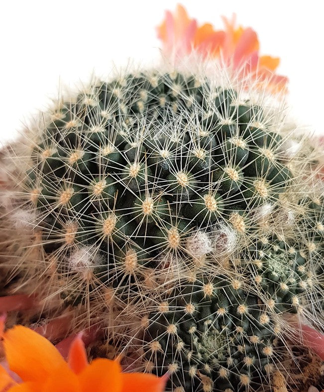 Rebutia flavistyla - orange Blüten