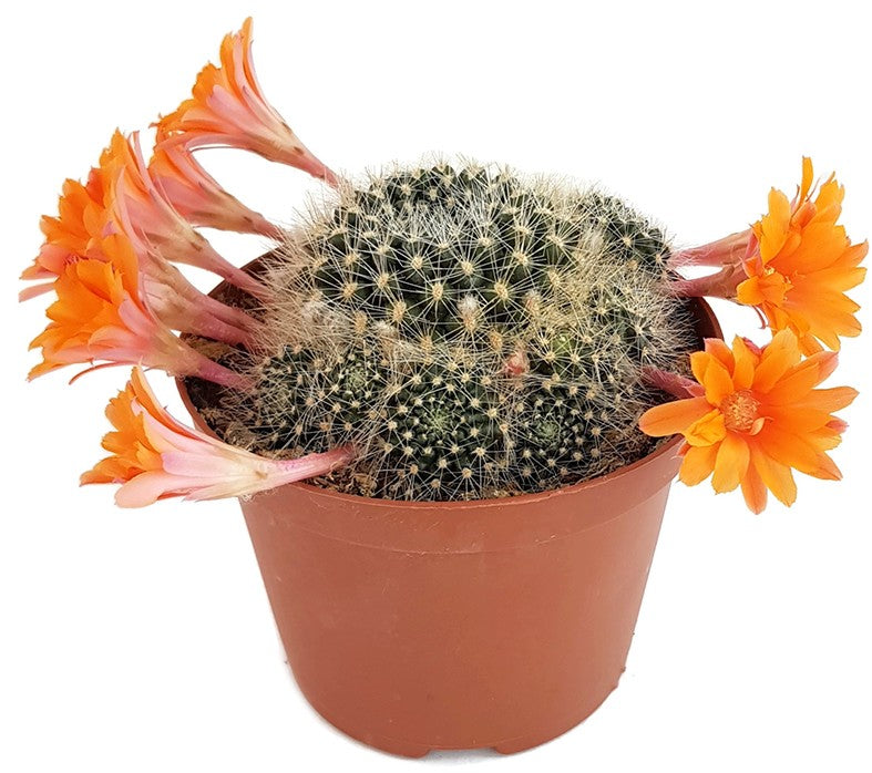 Rebutia flavistyla - orange Blüten