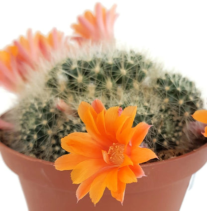 Rebutia flavistyla - orange Blüten