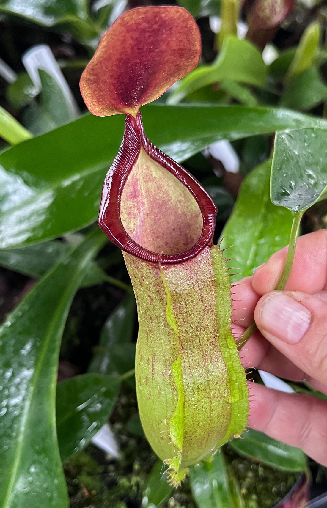 Nepenthes spathulata x tobaica BE-3794