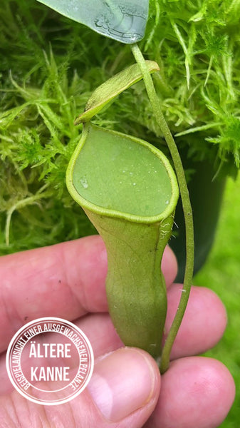 Nepenthes campanulata BE-3044 – Fangblatt GmbH