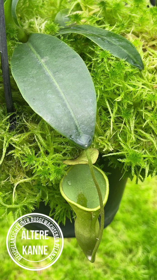 Nepenthes campanulata BE-3044