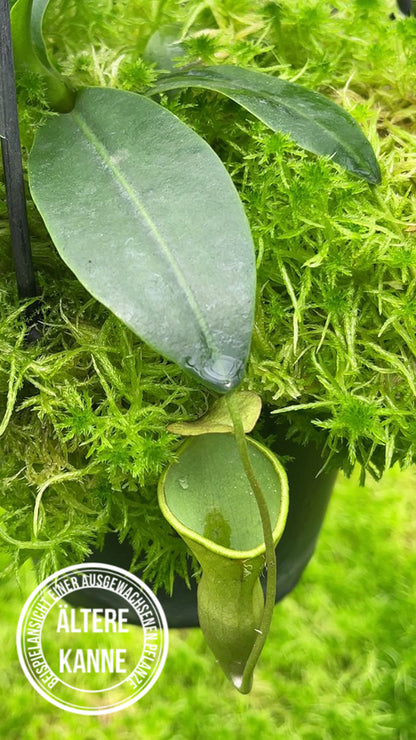 Nepenthes campanulata BE-3044