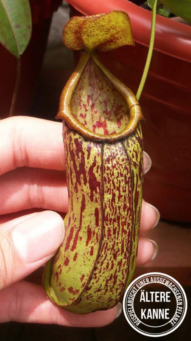 Nepenthes insignis BE-3089