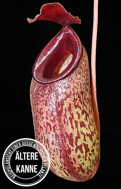 Nepenthes aristolochioides x venrticosa BE-3447