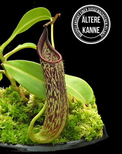 Nepenthes fusca BE-3465