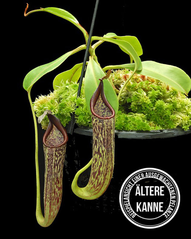 Nepenthes fusca BE-3465