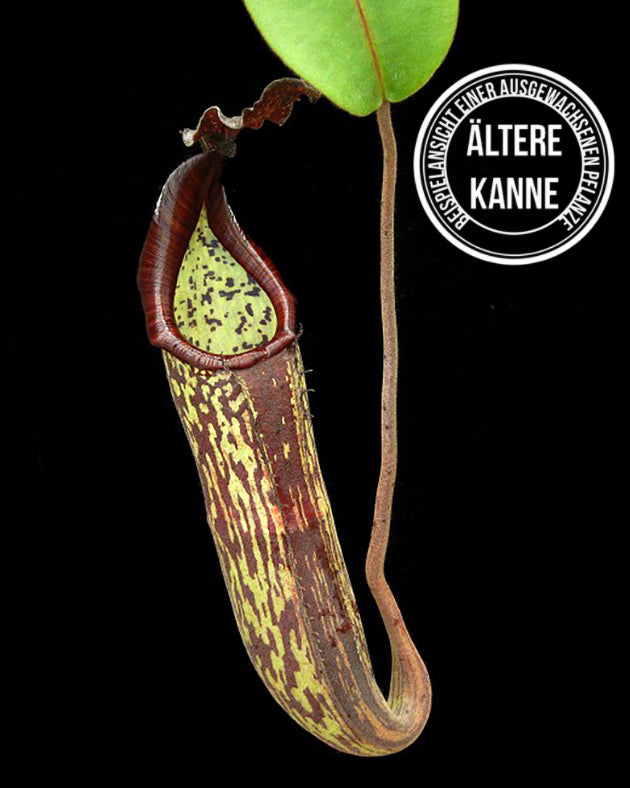 Nepenthes fusca BE-3465