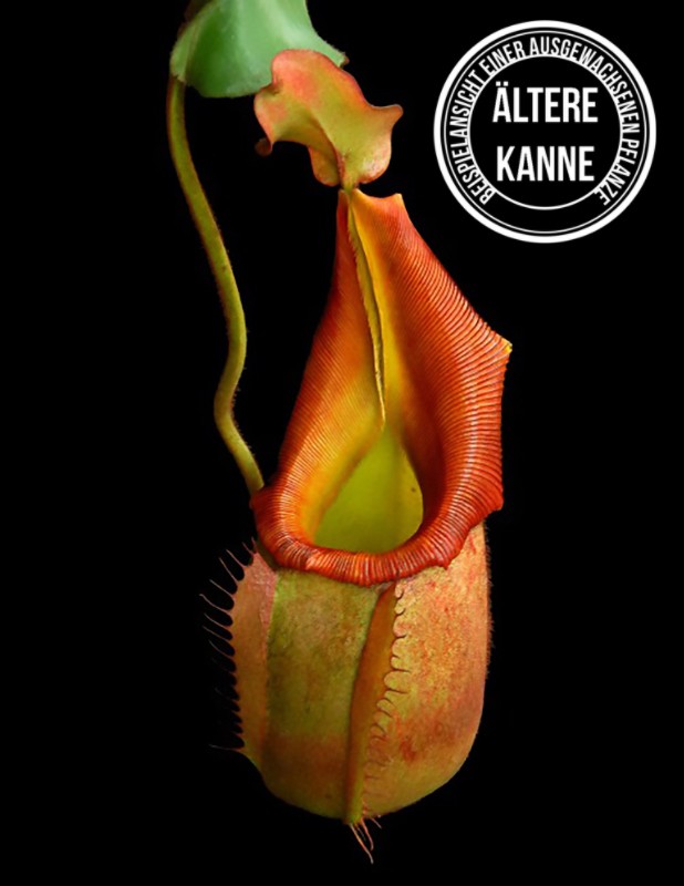 Nepenthes veitchii BE-3482