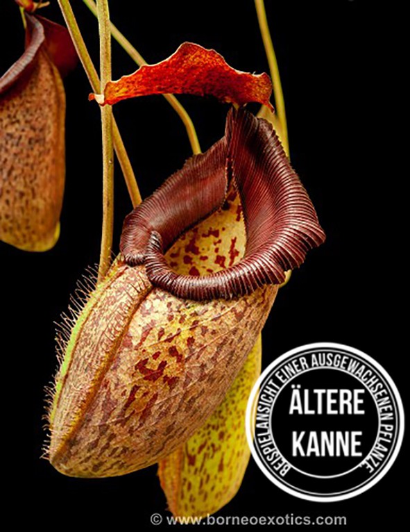 Nepenthes talangensis x robcantleyi BE-3497