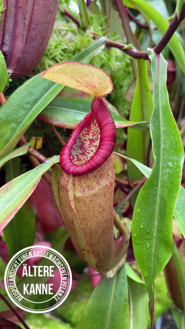 Nepenthes densiflora × mirabilis var. globosa BE-3656