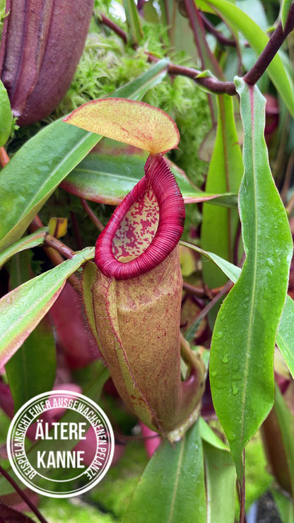 Nepenthes densiflora × mirabilis var. globosa BE-3656