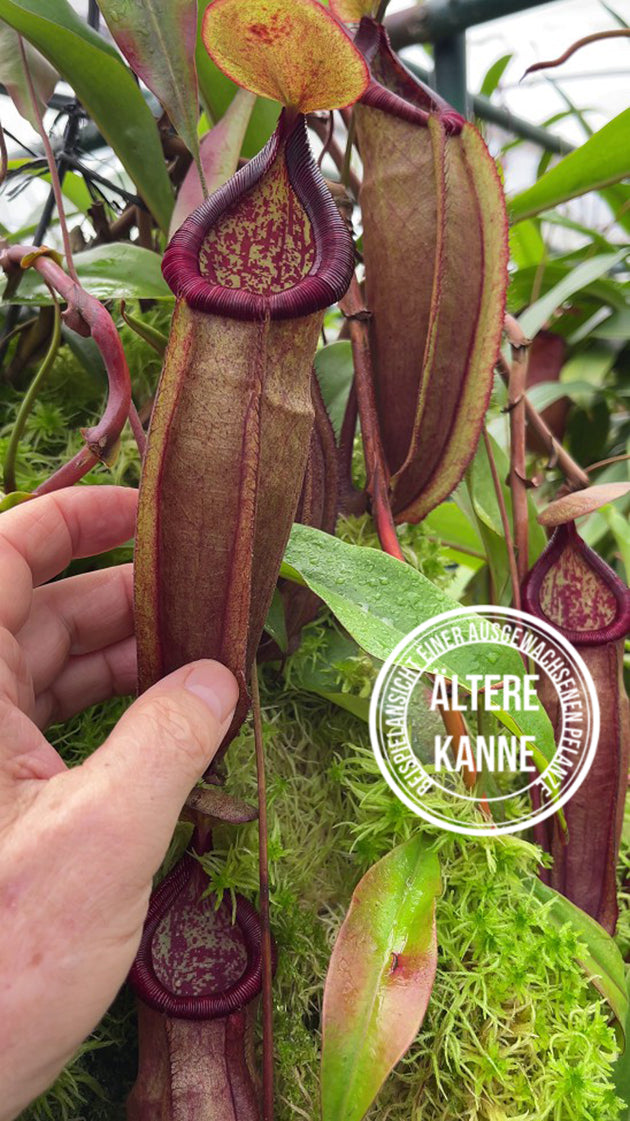 Nepenthes densiflora × mirabilis var. globosa BE-3656