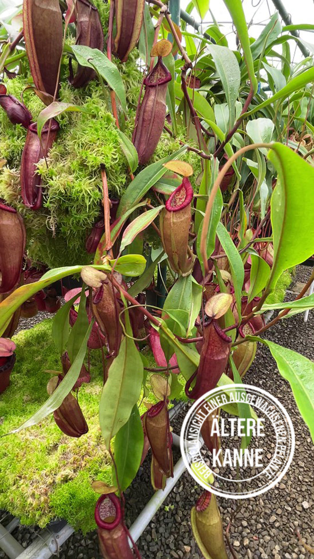 Nepenthes densiflora × mirabilis var. globosa BE-3656