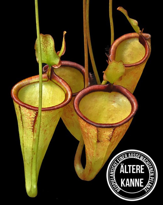 Nepenthes attenboroughii BE-3693