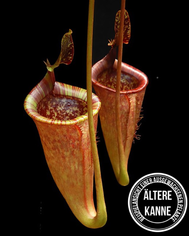 Nepenthes attenboroughii BE-3693