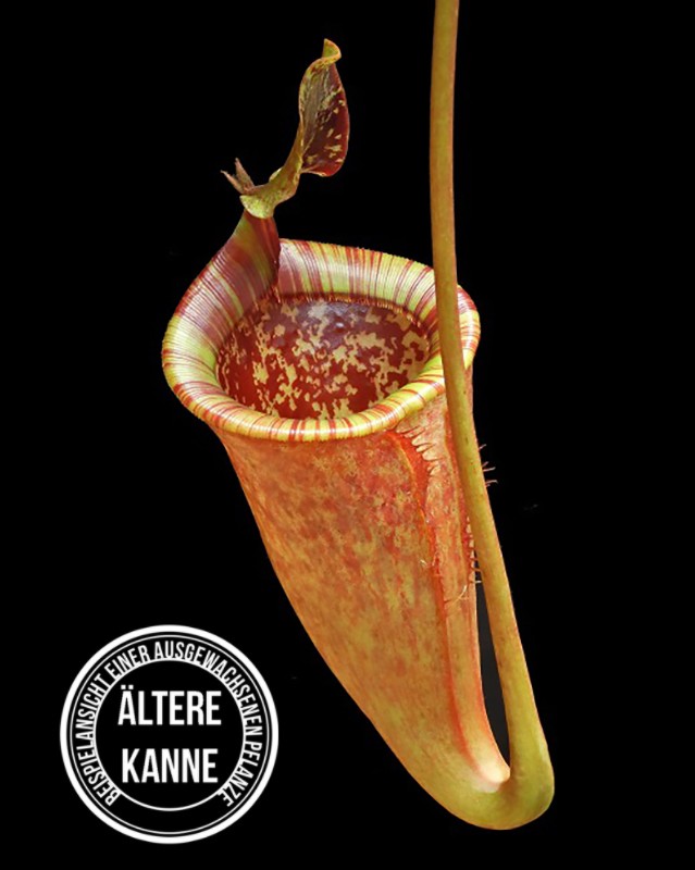 Nepenthes attenboroughii BE-3693