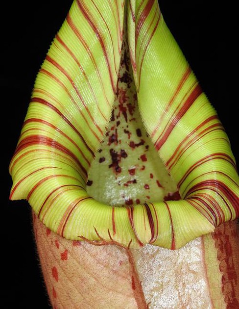 Nepenthes burbidgeae x veitchii BE 3723 – Fangblatt GmbH