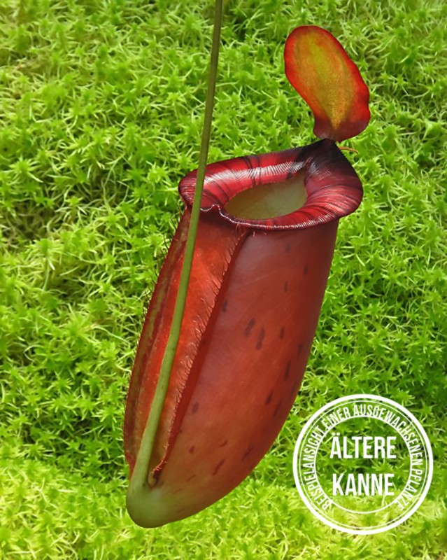 Nepenthes ampullaria x spectabilis BE-3724