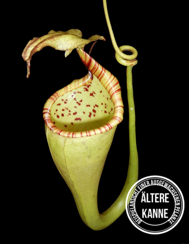 Nepenthes eymae BE-3736