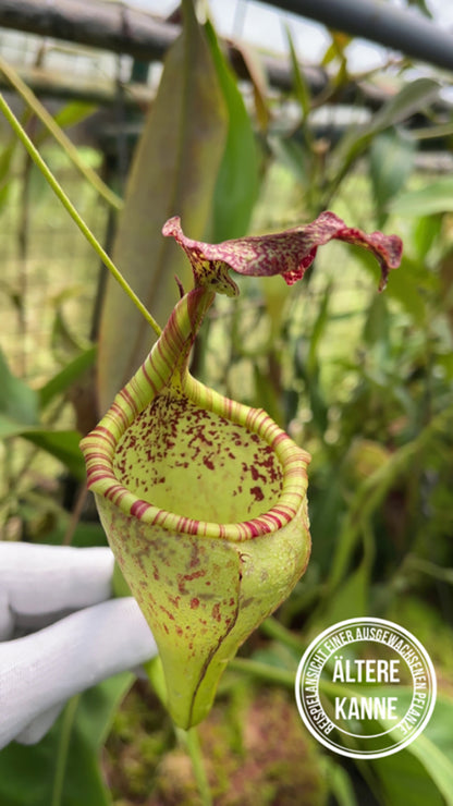 Nepenthes eymae BE-3736