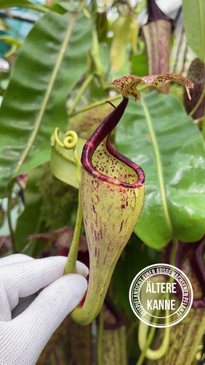 Nepenthes eymae BE-3736