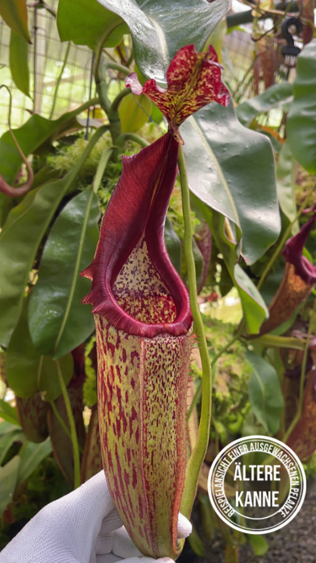 Nepenthes eymae BE-3736