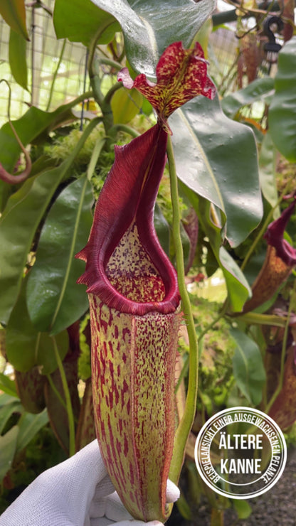 Nepenthes eymae BE-3736