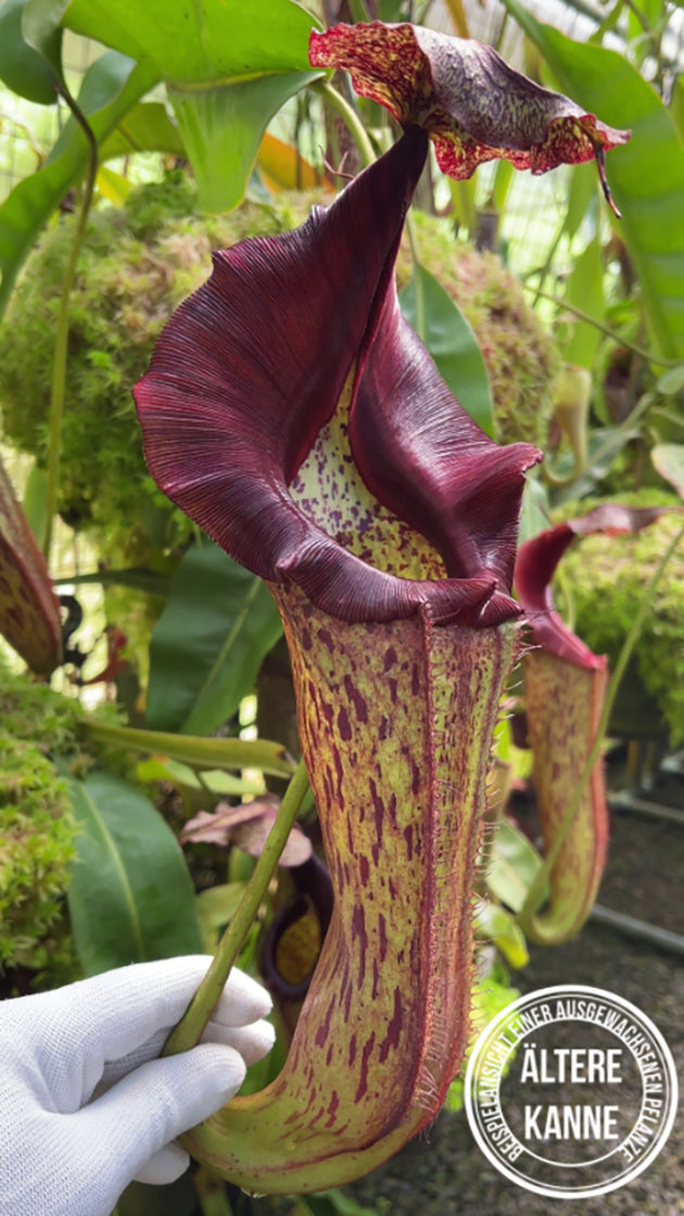 Nepenthes eymae BE-3736