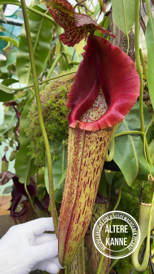 Nepenthes eymae BE-3736