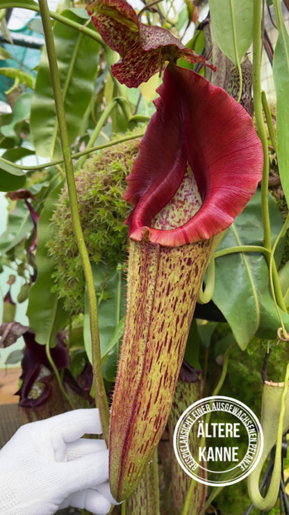 Nepenthes eymae BE-3736