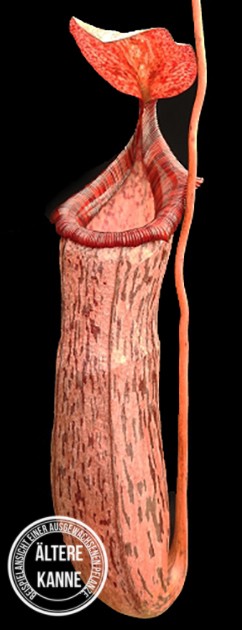 Nepenthes spectabilis x ventricosa BE-3745