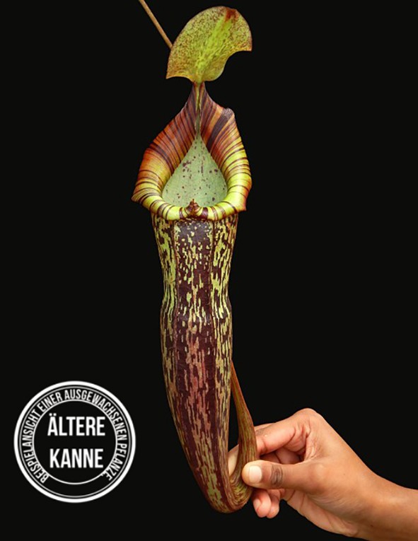 Nepenthes spectabilis x platychila BE-3760