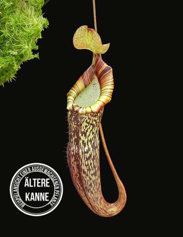 Nepenthes spectabilis x platychila BE-3760